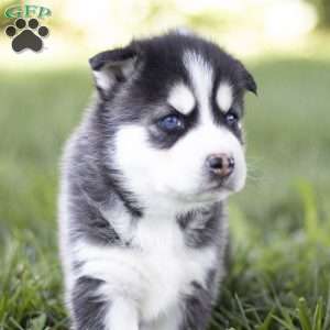 Siena, Siberian Husky Puppy